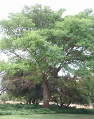 acacia-galpinii